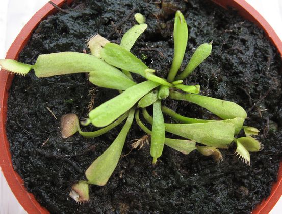 [Foto de planta, jardin, jardineria]