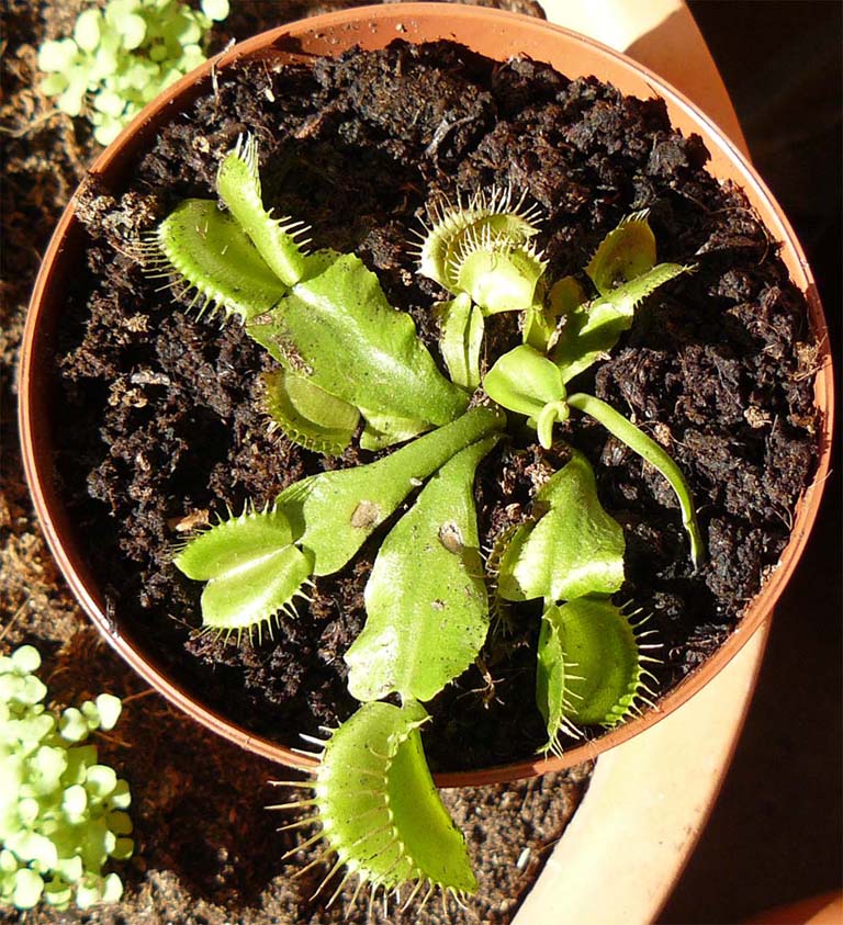 [Foto de planta, jardin, jardineria]