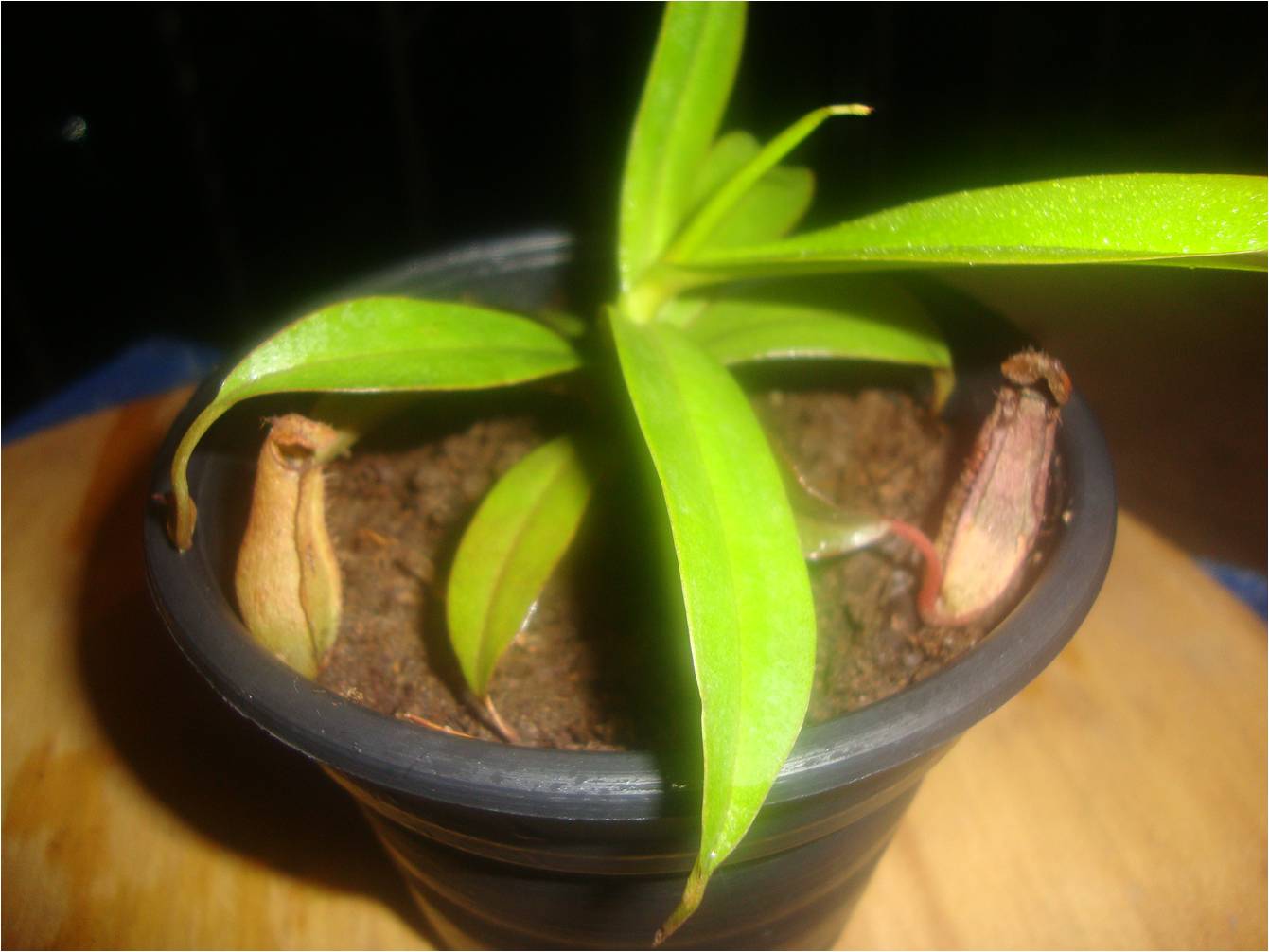 Compra y venta de carnívoras, semillas y sustratos entre aficionados