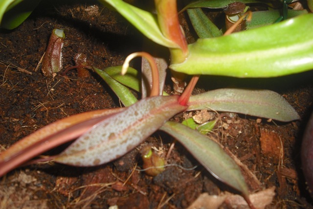 [Foto de planta, jardin, jardineria]