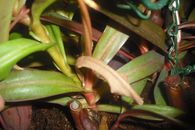 [Foto de planta, jardin, jardineria]