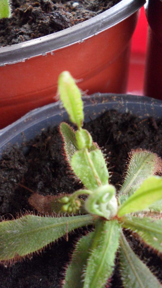 [Foto de planta, jardin, jardineria]