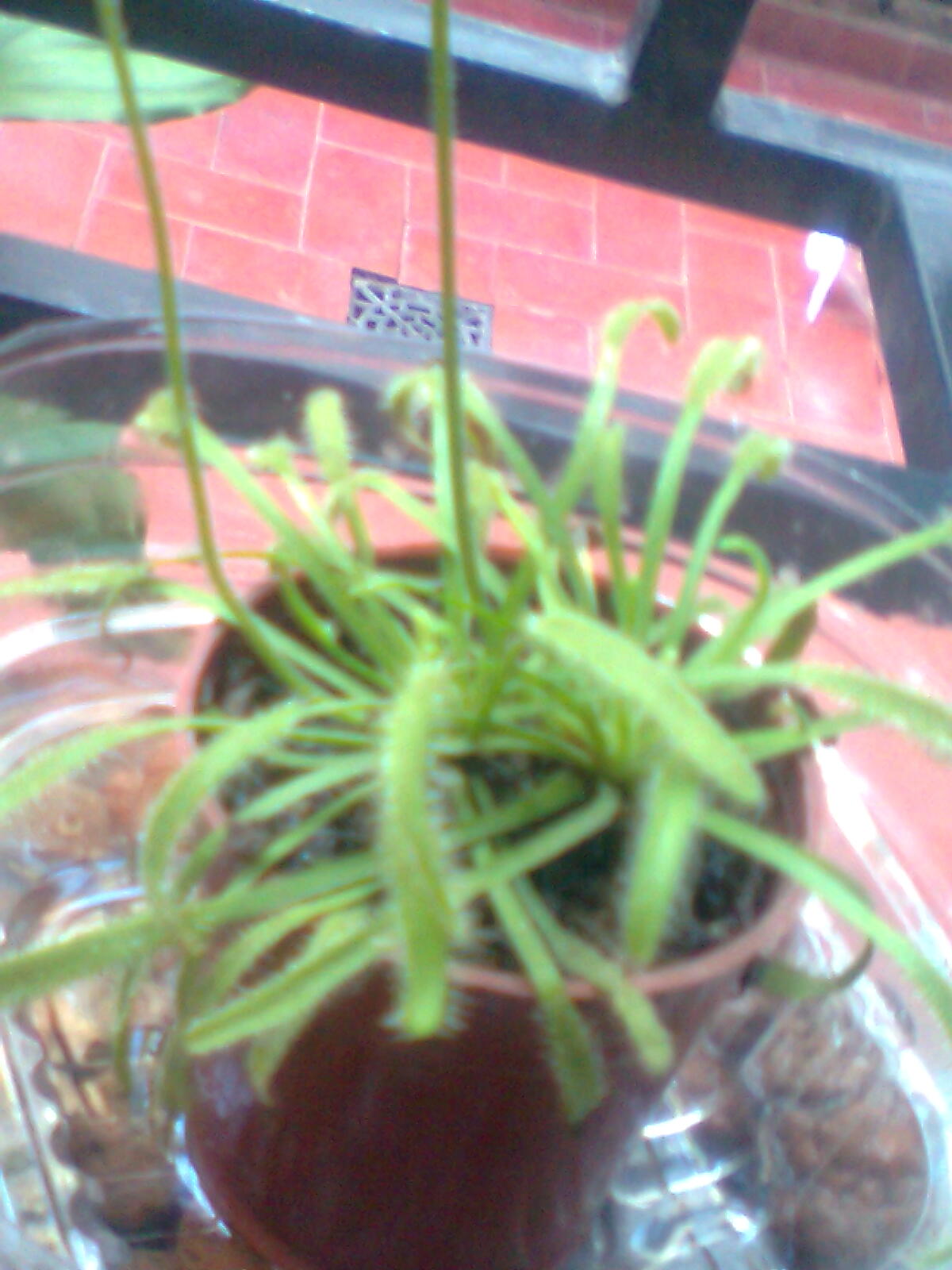 [Foto de planta, jardin, jardineria]