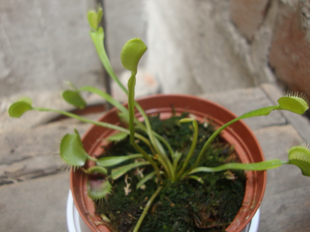 [Foto de planta, jardin, jardineria]