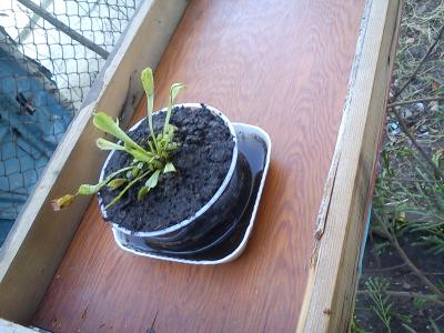 [Foto de planta, jardin, jardineria]