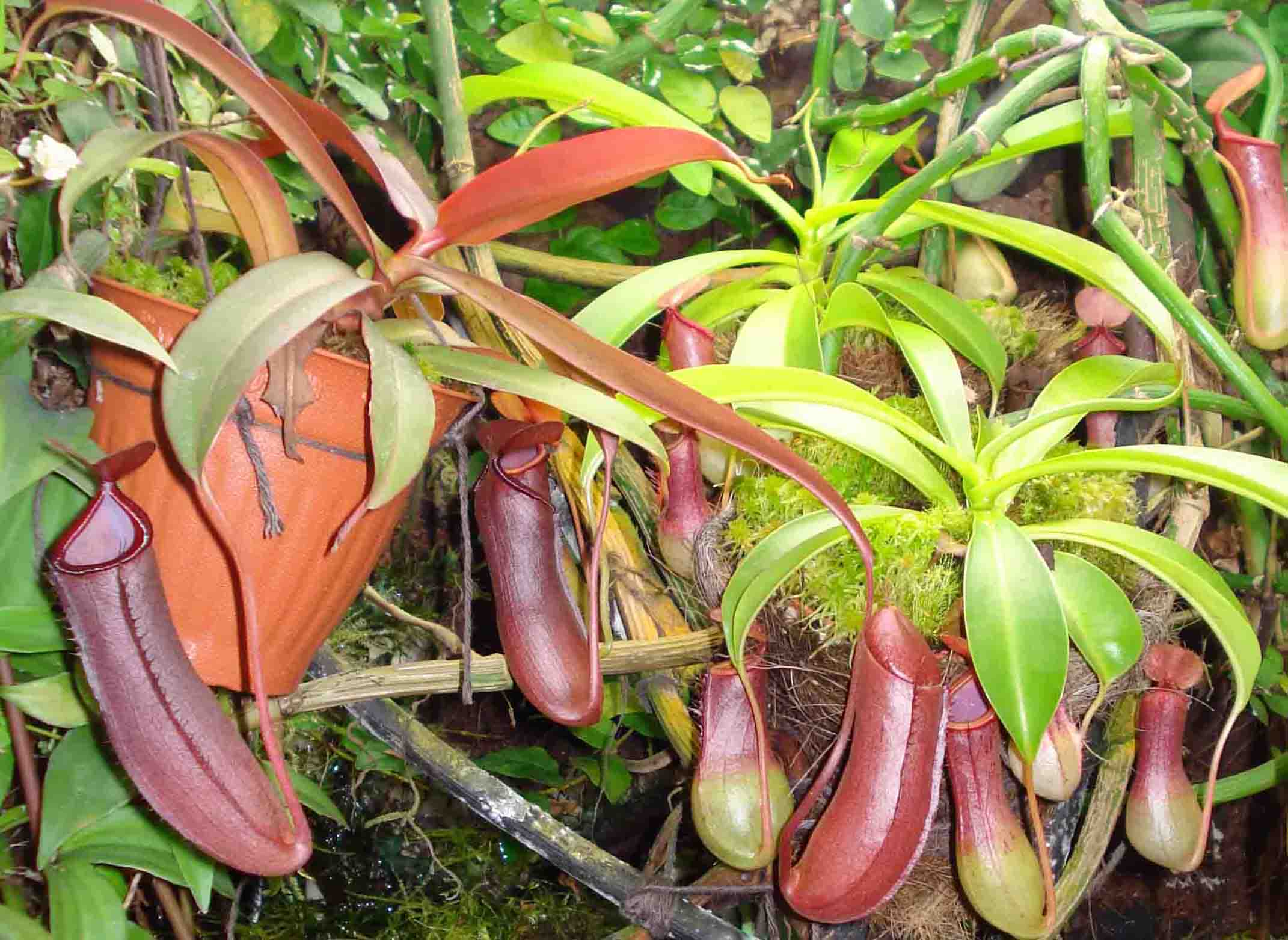 [Foto de planta, jardin, jardineria]