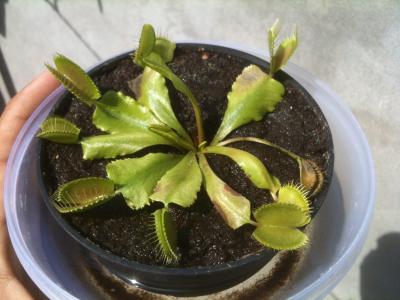 [Foto de planta, jardin, jardineria]