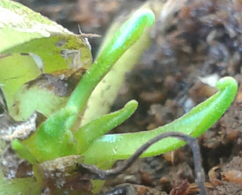 [Foto de planta, jardin, jardineria]