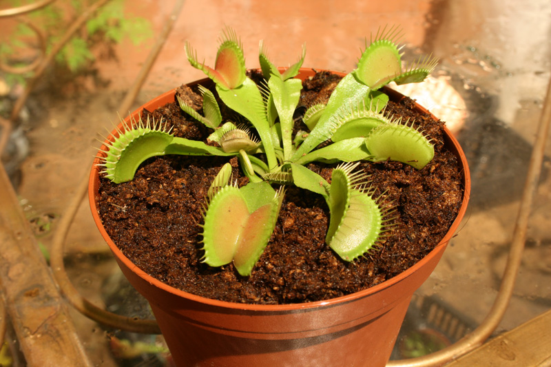 [Foto de planta, jardin, jardineria]