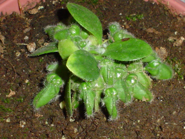 [Foto de planta, jardin, jardineria]