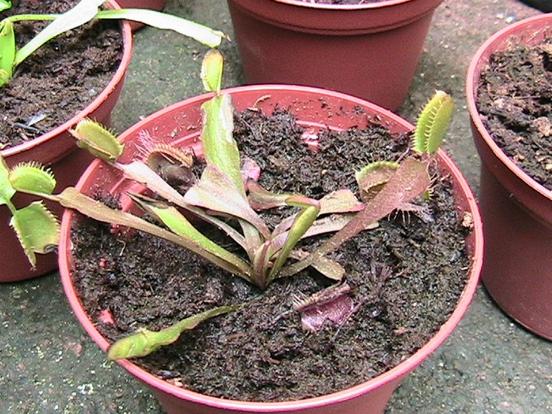 [Foto de planta, jardin, jardineria]