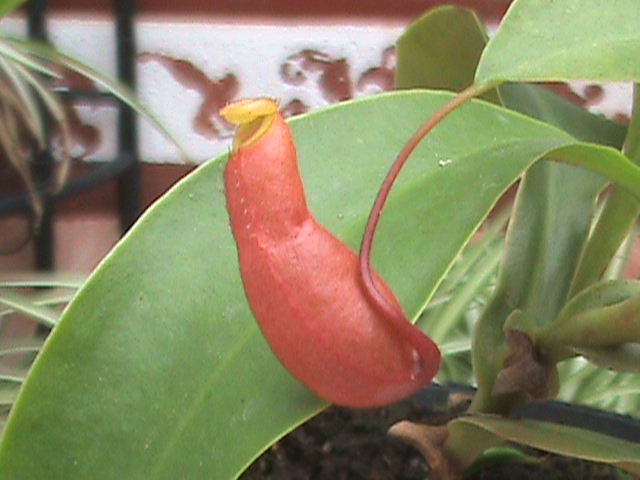 [Foto de planta, jardin, jardineria]