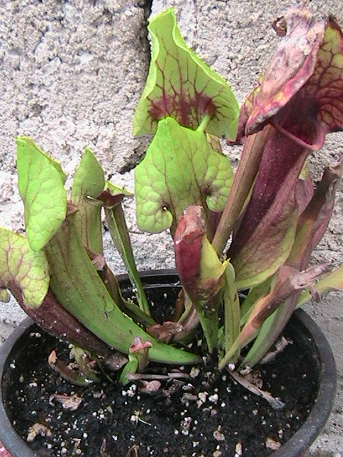 [Foto de planta, jardin, jardineria]