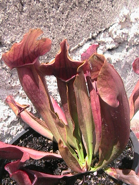 [Foto de planta, jardin, jardineria]