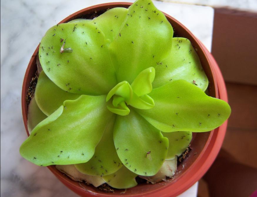 [Foto de planta, jardin, jardineria]