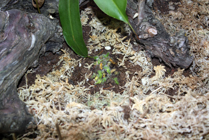 [Foto de planta, jardin, jardineria]