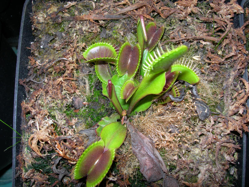 [Foto de planta, jardin, jardineria]