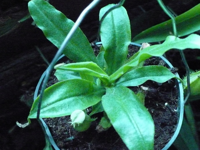 [Foto de planta, jardin, jardineria]