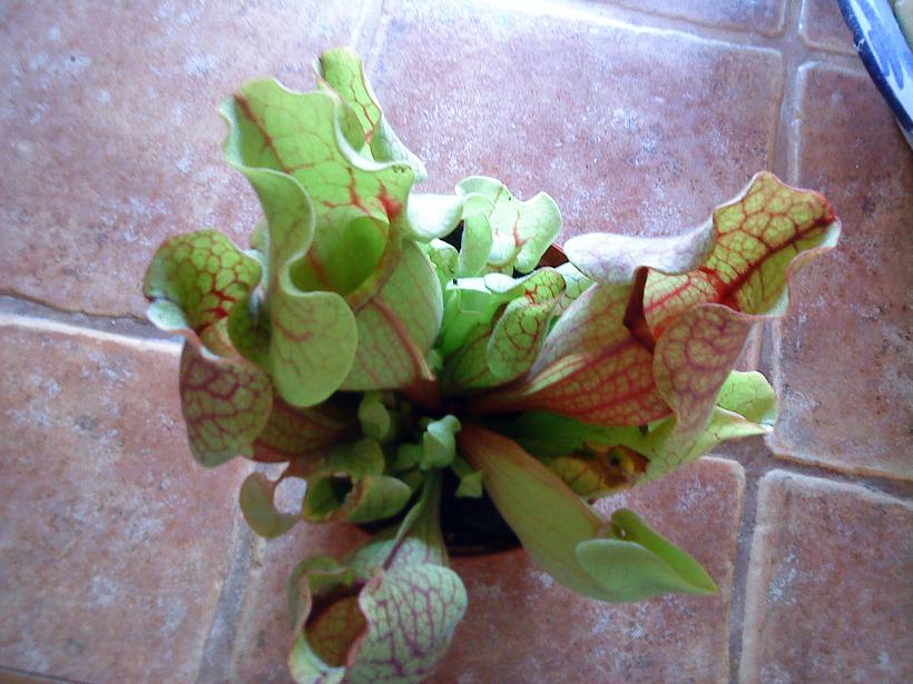 [Foto de planta, jardin, jardineria]