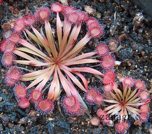 [Foto de planta, jardin, jardineria]