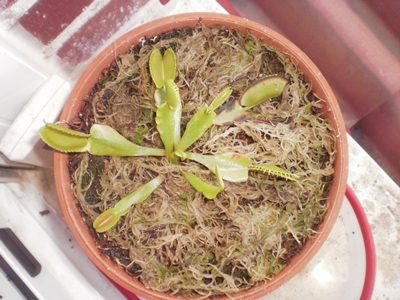 [Foto de planta, jardin, jardineria]