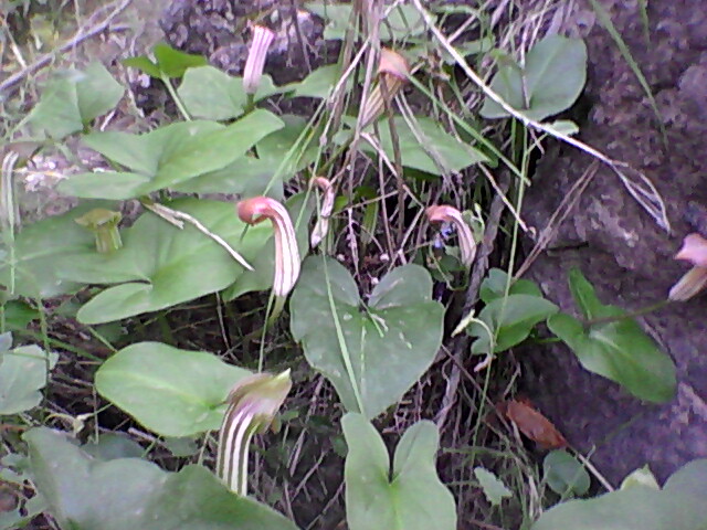 [Foto de planta, jardin, jardineria]