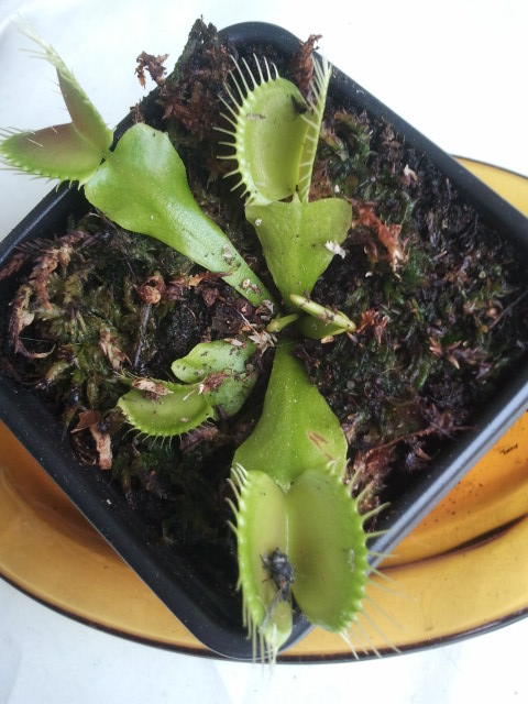 [Foto de planta, jardin, jardineria]