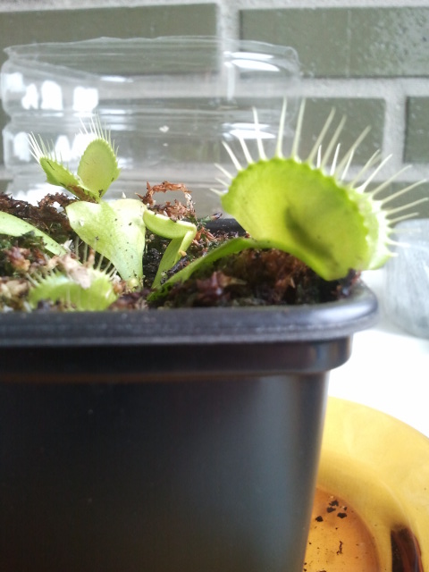 [Foto de planta, jardin, jardineria]