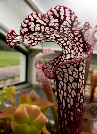 [Foto de planta, jardin, jardineria]