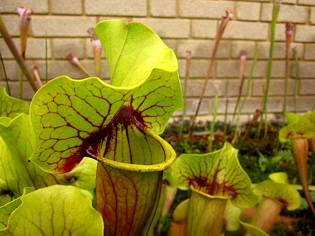 [Foto de planta, jardin, jardineria]