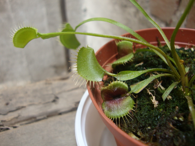 [Foto de planta, jardin, jardineria]