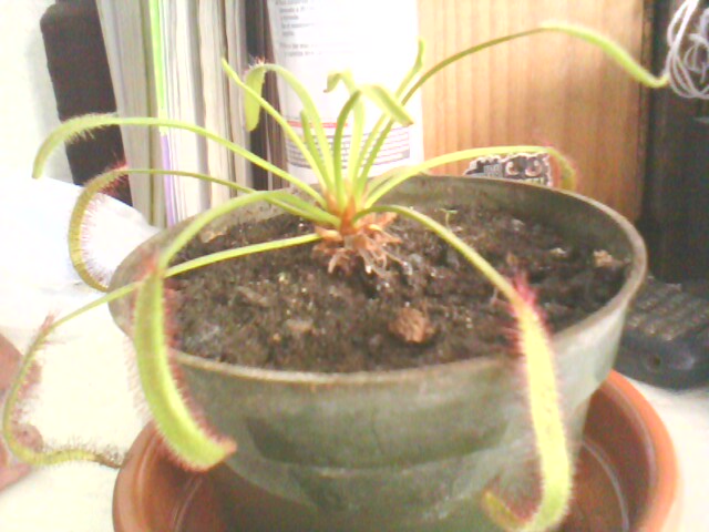 [Foto de planta, jardin, jardineria]