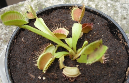 [Foto de planta, jardin, jardineria]