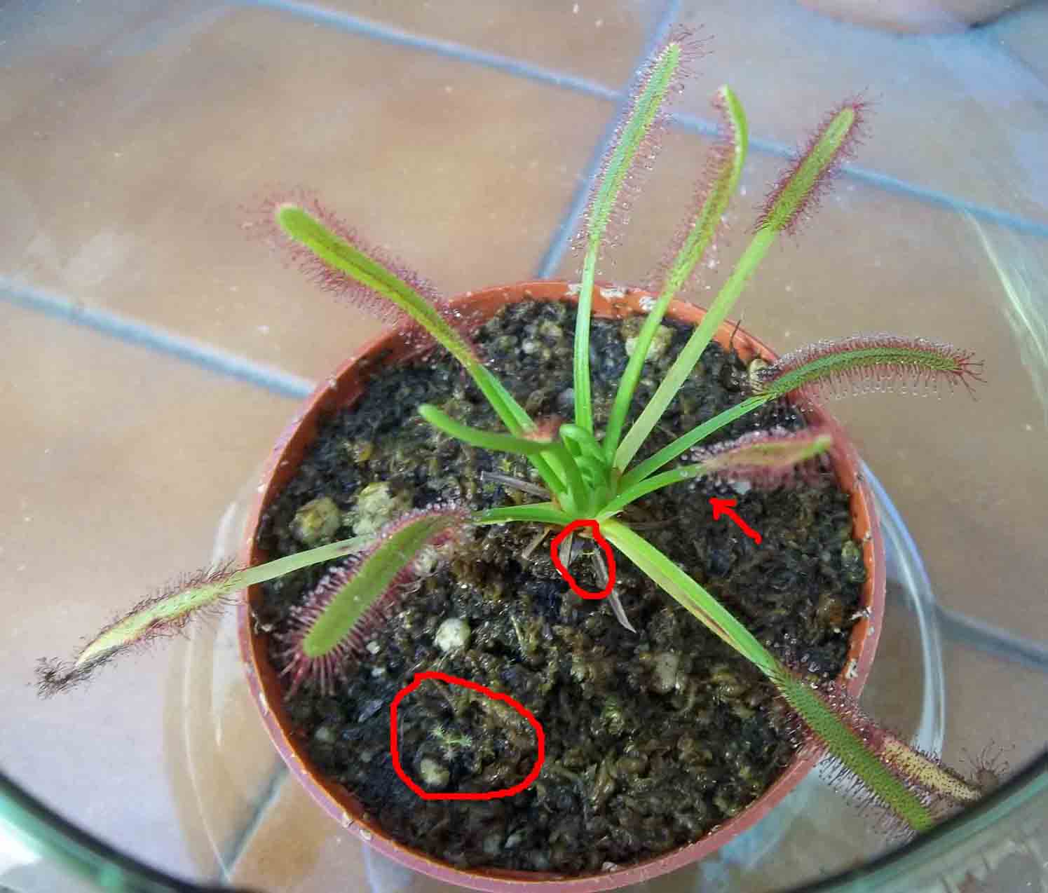 [Foto de planta, jardin, jardineria]