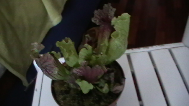 [Foto de planta, jardin, jardineria]
