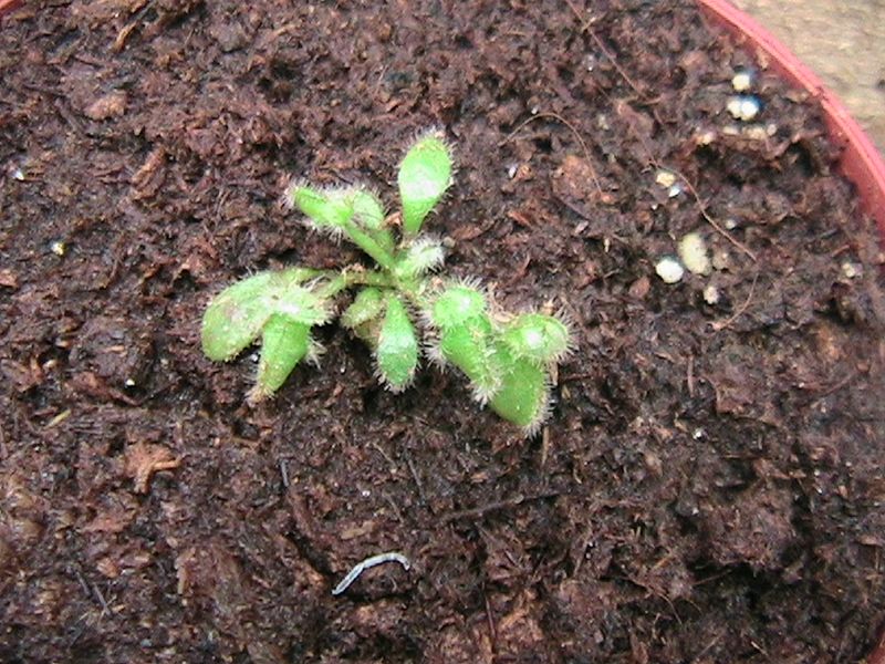 [Foto de planta, jardin, jardineria]
