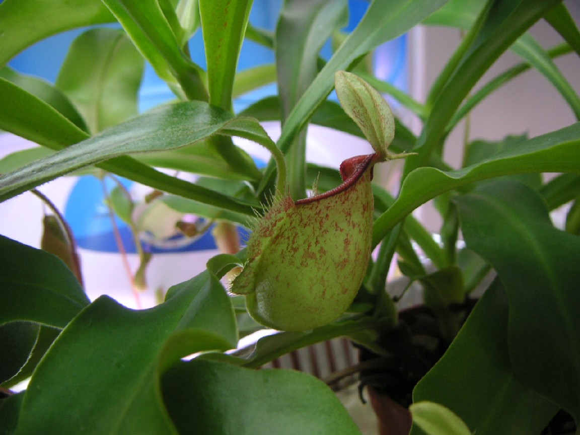 [Foto de planta, jardin, jardineria]