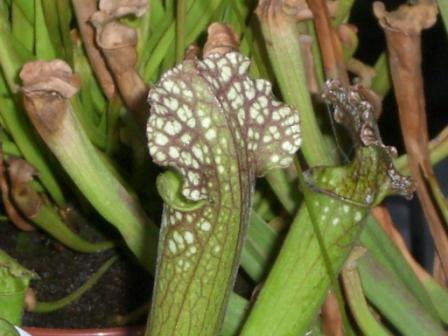 [Foto de planta, jardin, jardineria]