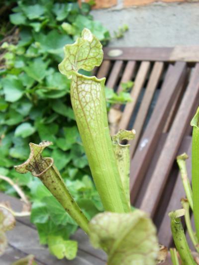 [Foto de planta, jardin, jardineria]