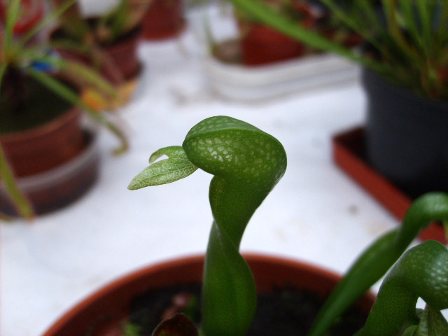 [Foto de planta, jardin, jardineria]