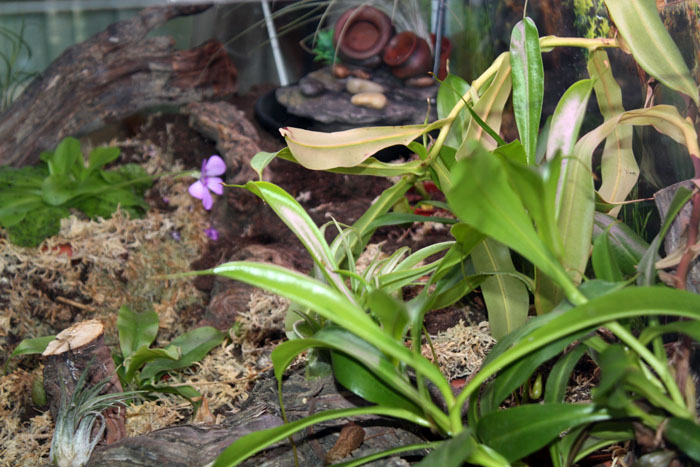 [Foto de planta, jardin, jardineria]