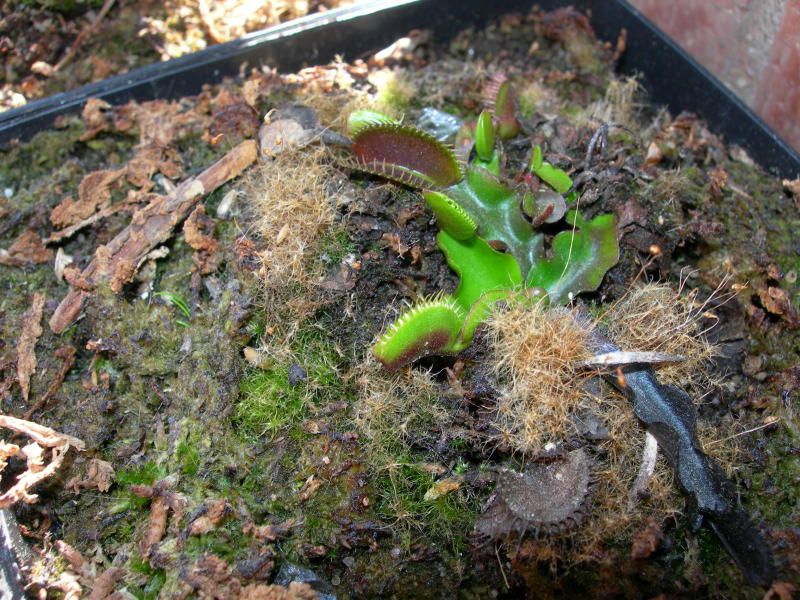 [Foto de planta, jardin, jardineria]