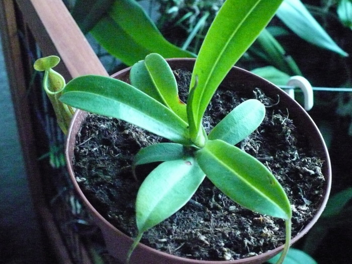 [Foto de planta, jardin, jardineria]