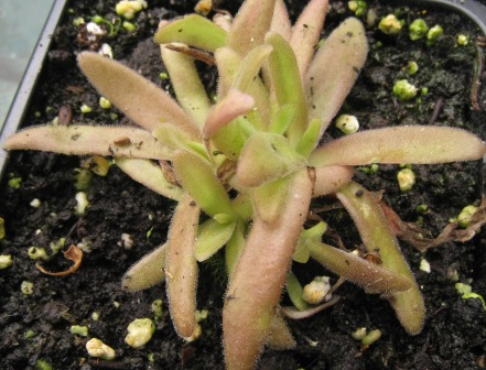 [Foto de planta, jardin, jardineria]