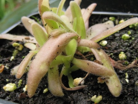 [Foto de planta, jardin, jardineria]