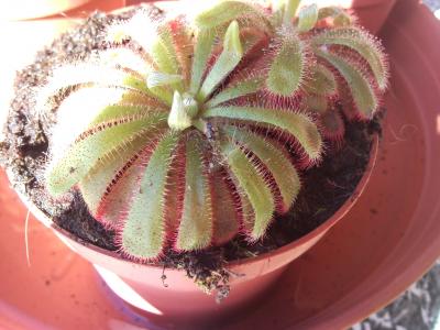 [Foto de planta, jardin, jardineria]