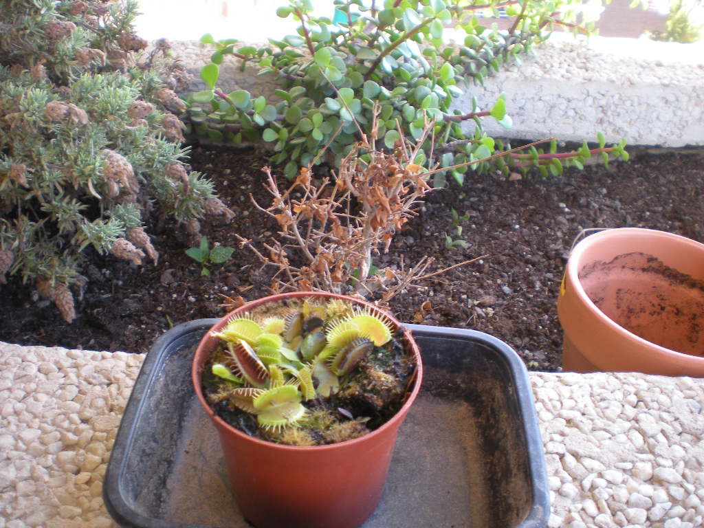 [Foto de planta, jardin, jardineria]