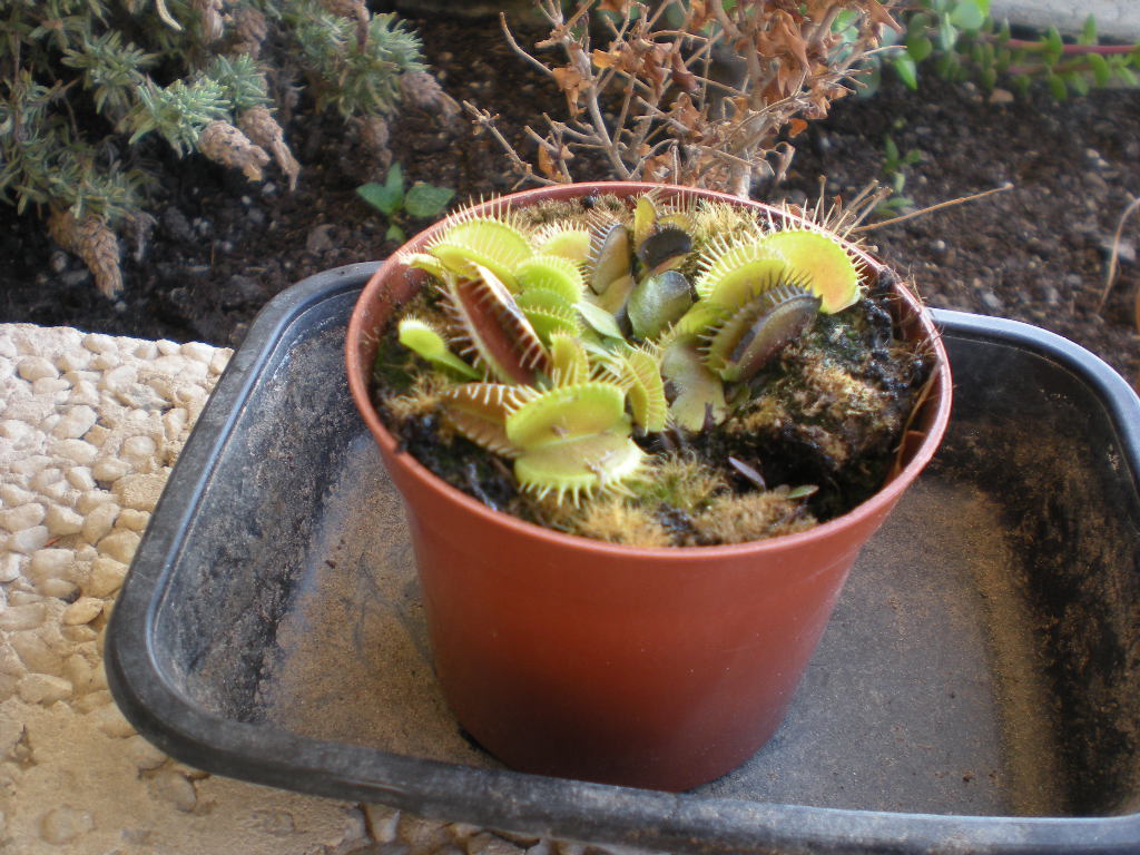[Foto de planta, jardin, jardineria]