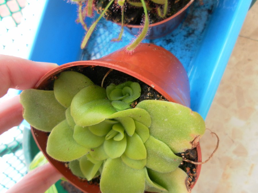 [Foto de planta, jardin, jardineria]