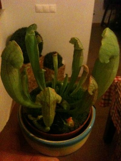 [Foto de planta, jardin, jardineria]